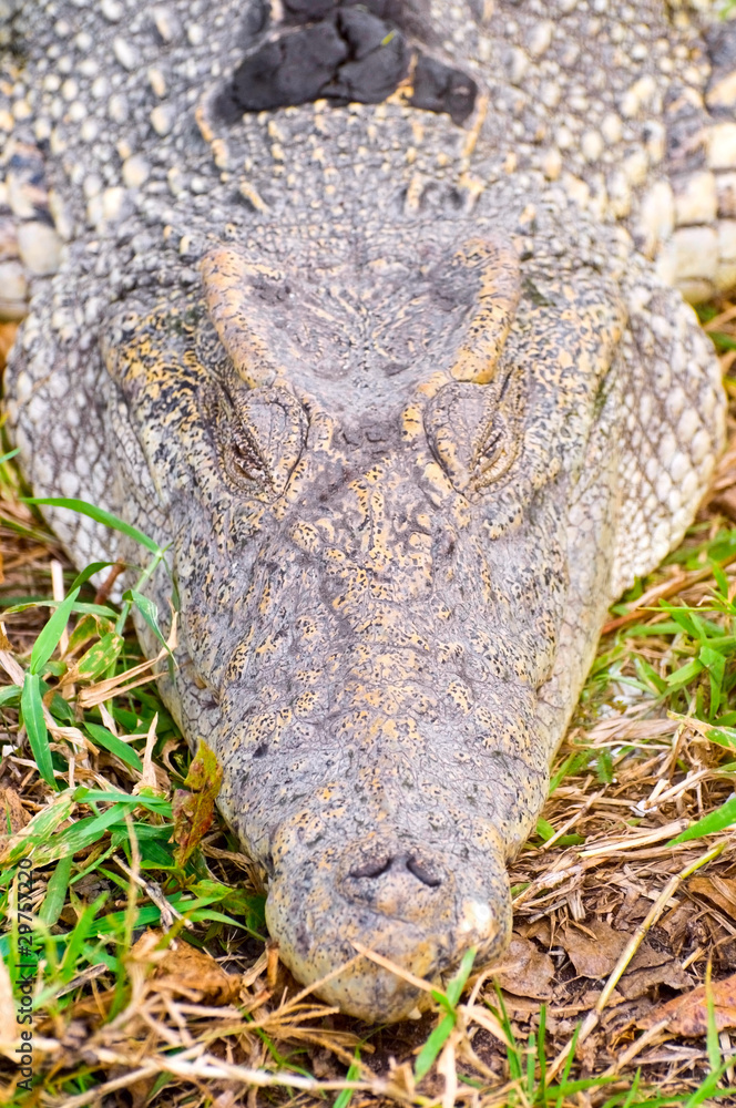 Obraz premium crocodile