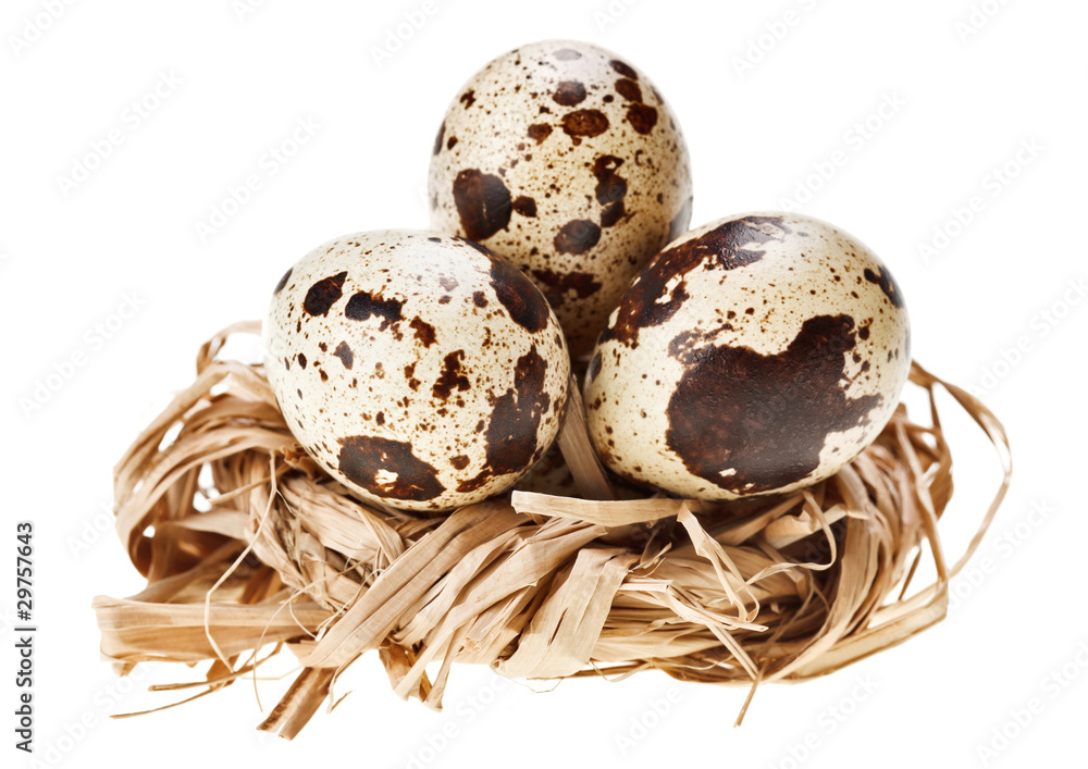 Obraz premium Some quail eggs in the straw nest