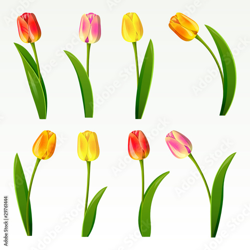 Set from eight tulips on a white background