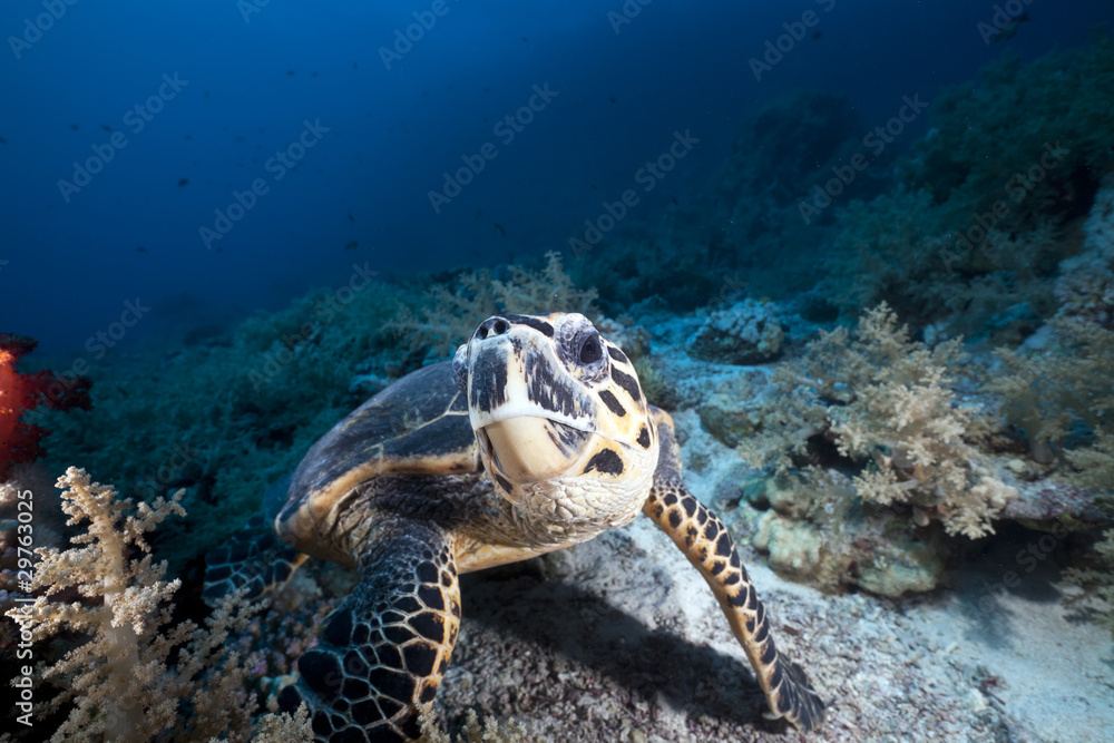 Fototapeta premium Hawksbill turtle in the Red Sea.