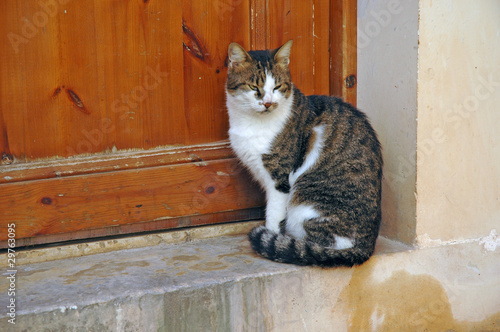 Fototapeta Naklejka Na Ścianę i Meble -  Katze