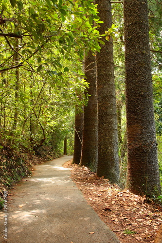 Tree lined woodland forest path