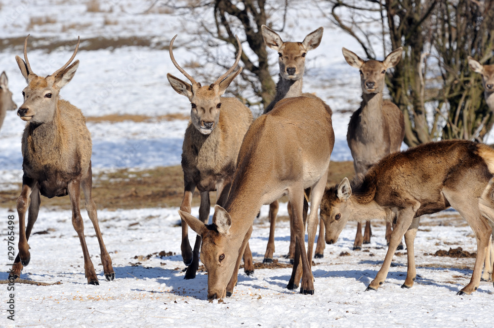 deer in winter deer in winter