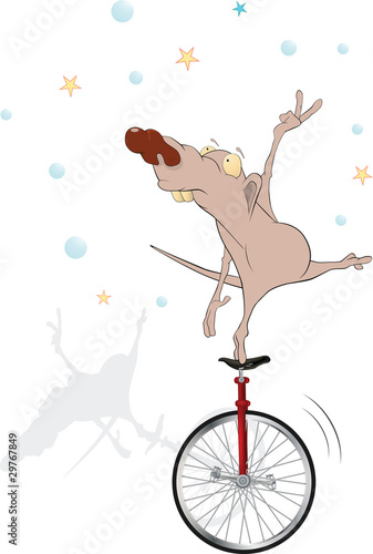 Rat in circus. The equilibrist