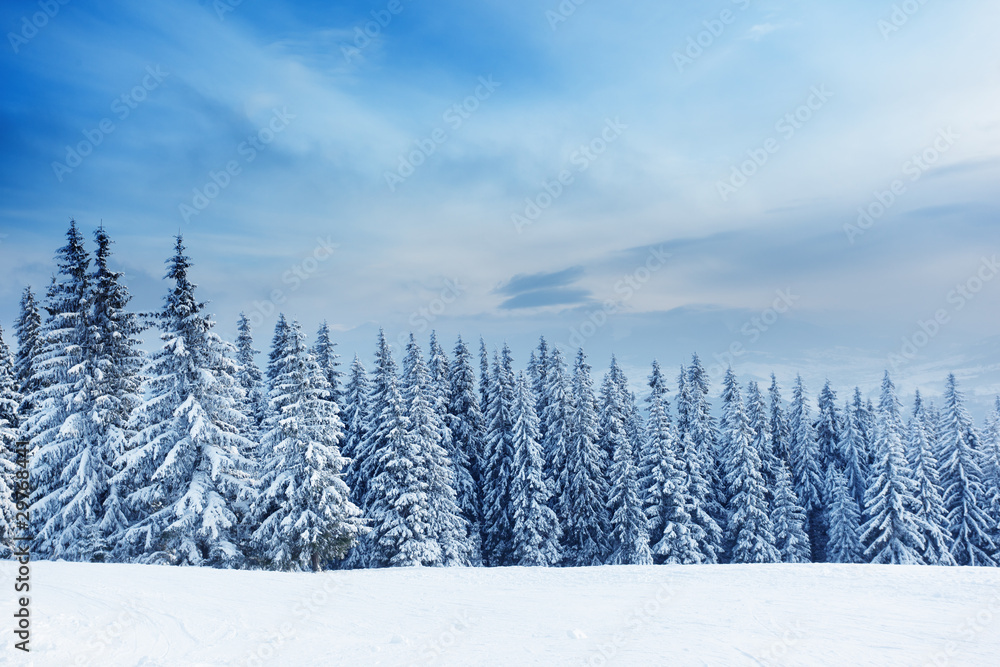 Obraz premium winter landscape