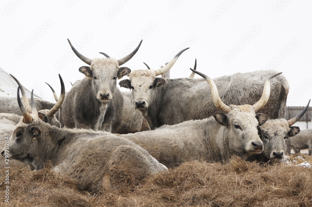 cow cow