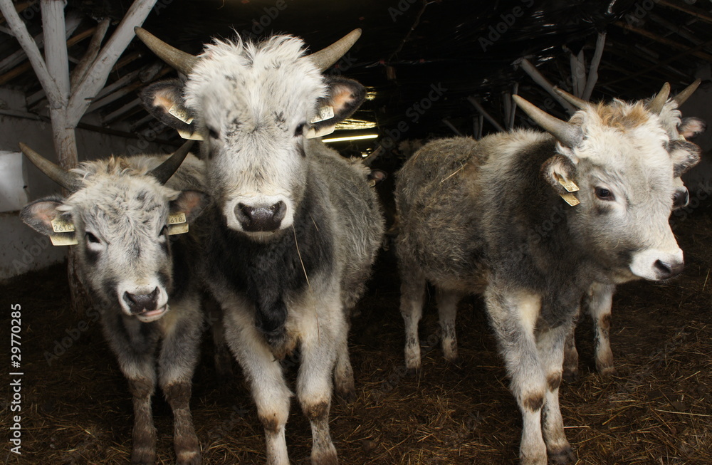 Fototapeta premium cow