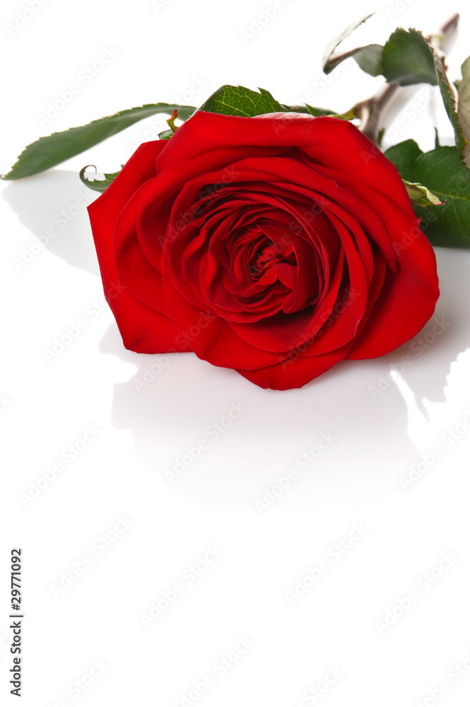 Rose on a white background Rose on a white background