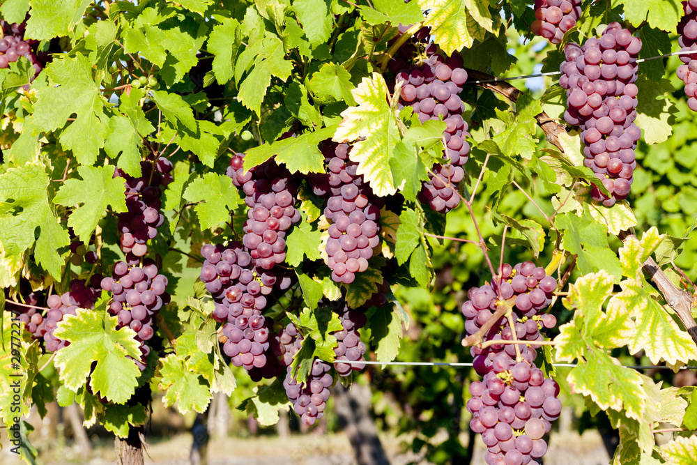 grapevine in vineyard (gewurztraminer), Alsace, France