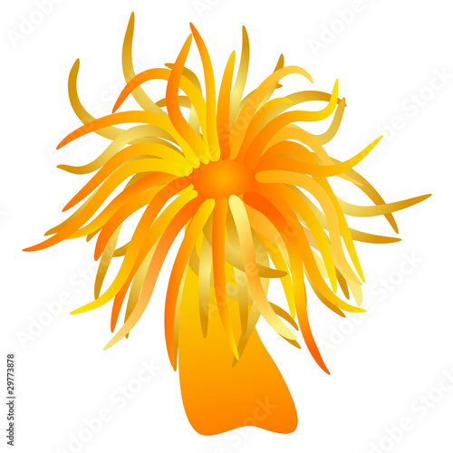vector - orange sea anemone