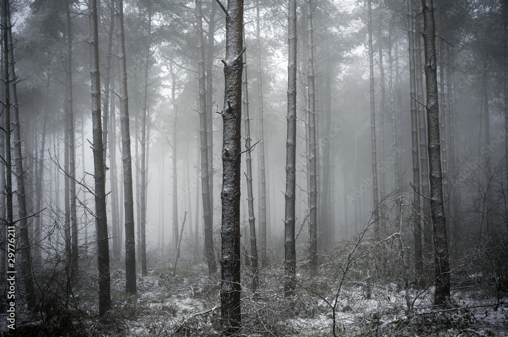 trees in the mist trees in the mist