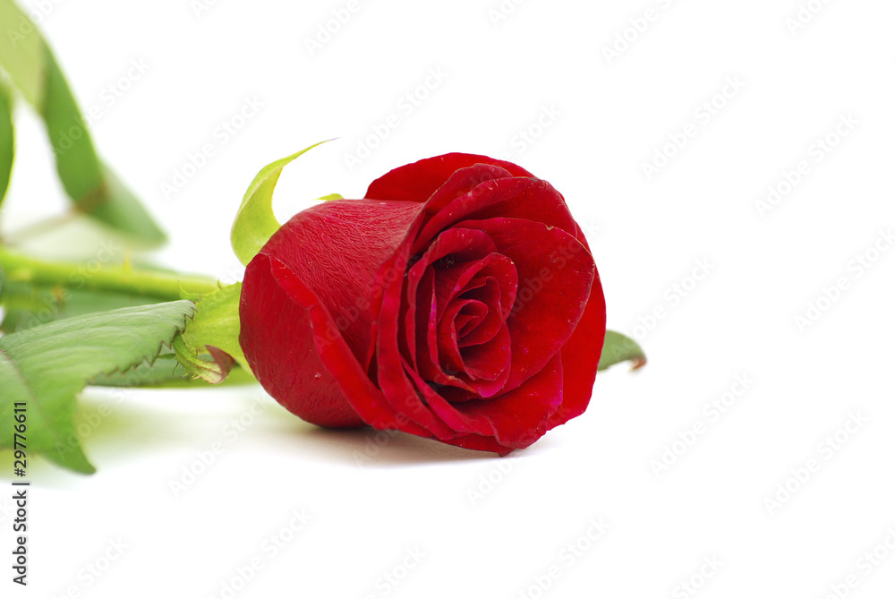 rose rose