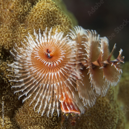 Underwater Christmas Tree Worm