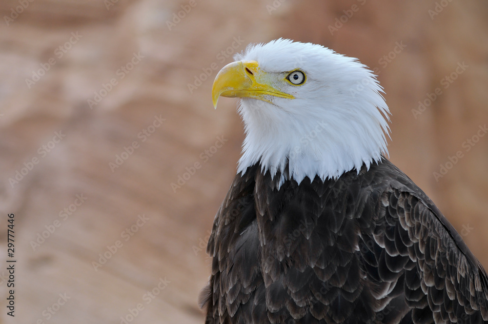 Portrait d'un aigle pygargue à tête blanche Portrait d'un aigle pygargue à tête blanche