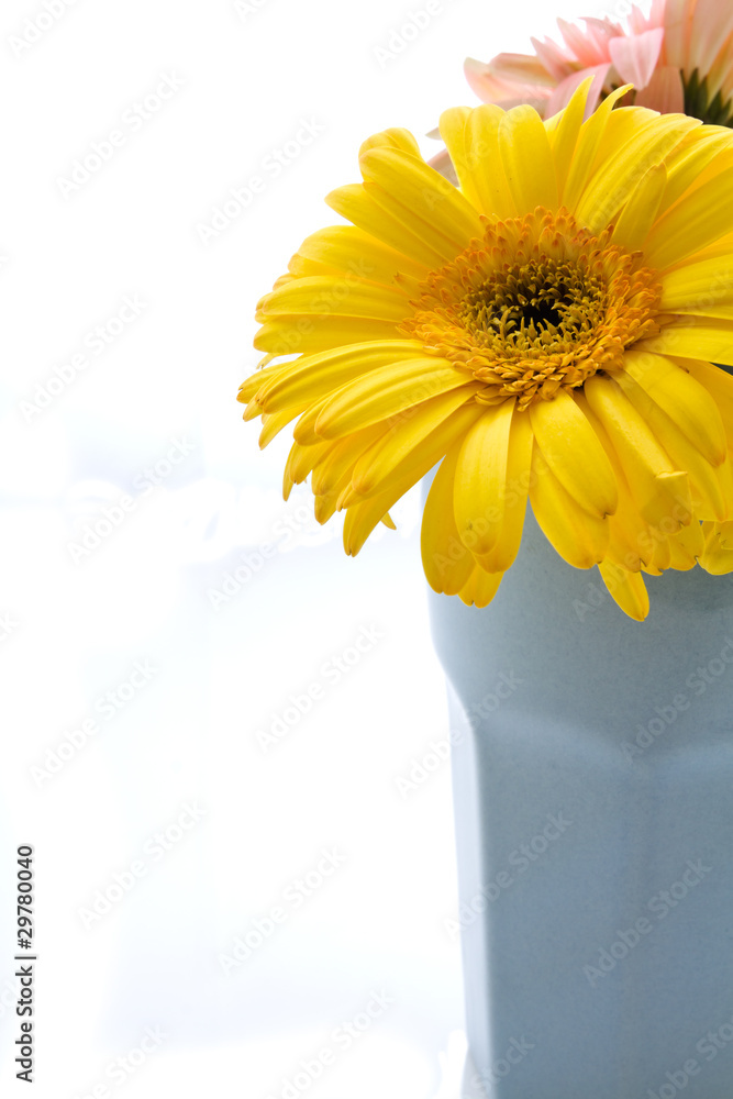 Fototapeta premium Yellow gerbera in half vase