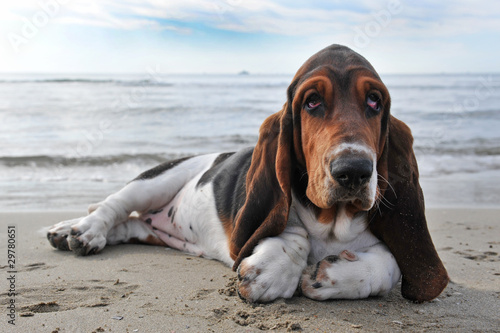 Fotografie, Tablou basset hound a la plage