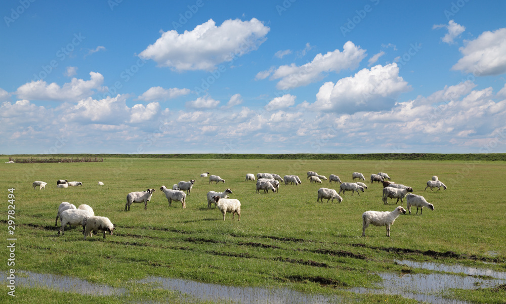 Fototapeta premium Herd of sheep at green meadow