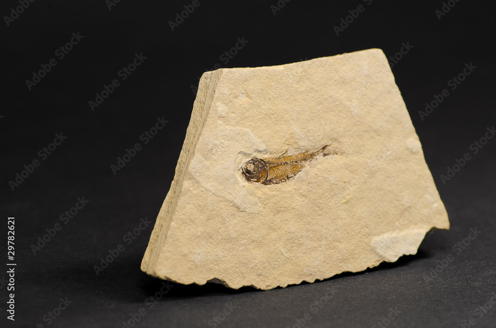 Obraz premium Versteinerung mit kleinem Fisch