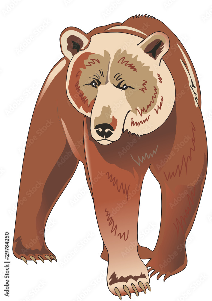 Fototapeta premium Brown bear