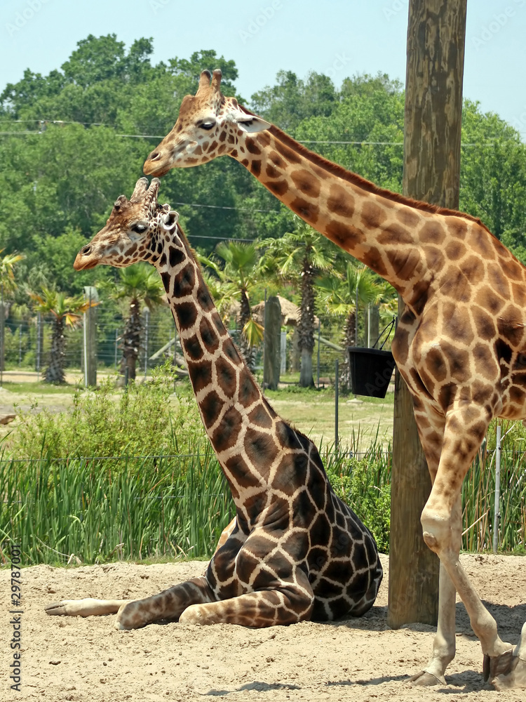 Obraz premium Giraffes