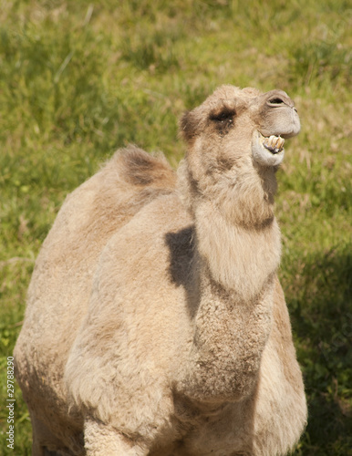 camel photo