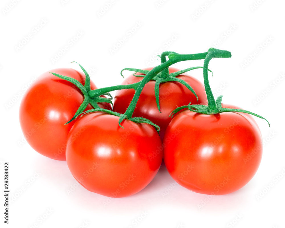 tomatoes on white background