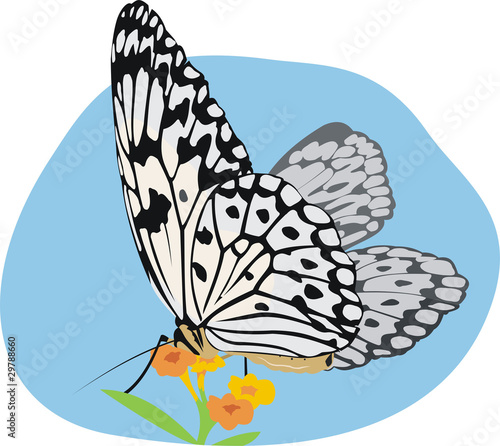 butterfly (idea leuconoe)