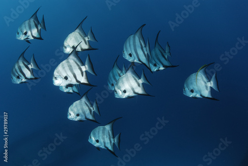 Atlantic spade fish
