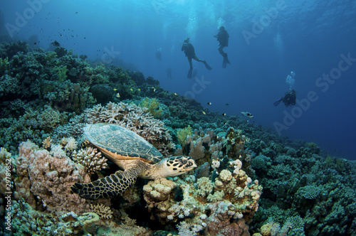 sea turtle and scuba divers on pristine coral reef