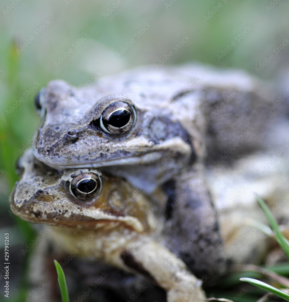 Obraz premium Frogs