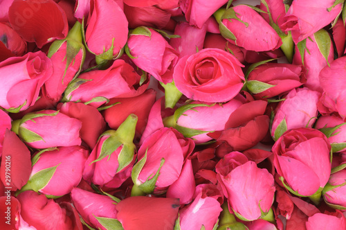 pink roses and petals background