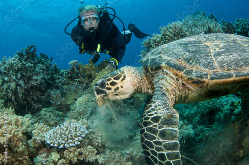 scuba diver having fun with sea turtle