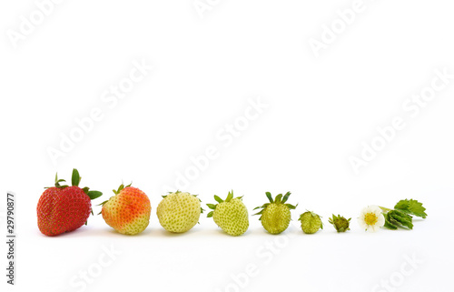 Strawberry growth isolated on white photo