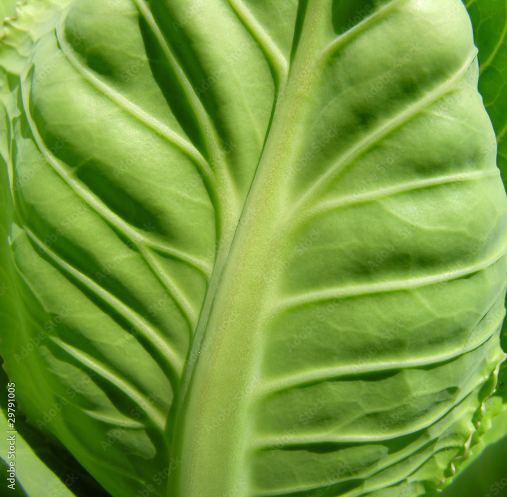 cabbage leaf cabbage leaf