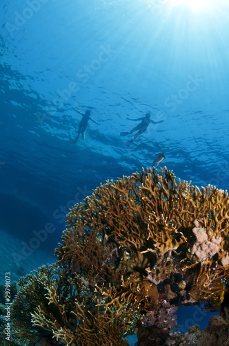 yellow coral and snorkelers on the surface