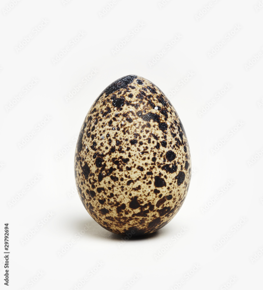 Obraz premium Wachtel Ei groß