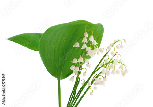 lilies of the valley photo