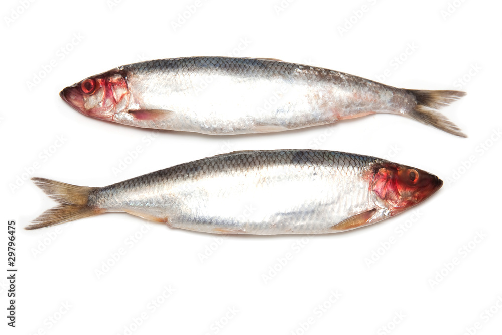 Freh herrings isolated on a white studio background. Freh herrings isolated on a white studio background.