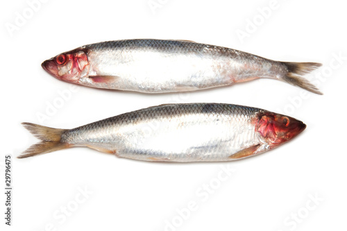 Freh herrings isolated on a white studio background.