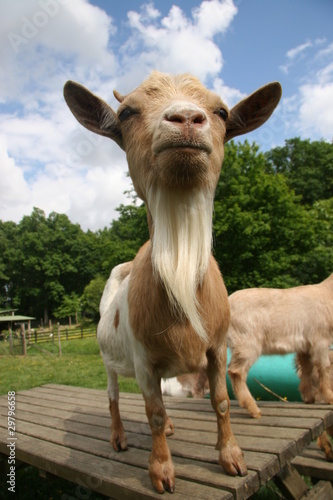chèvre naine à la ferme pédagogique