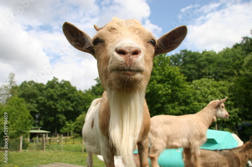 chèvre naine ferme pédagogique