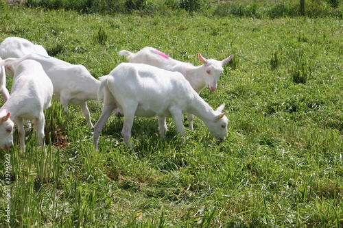 Chevrettes au pâturage