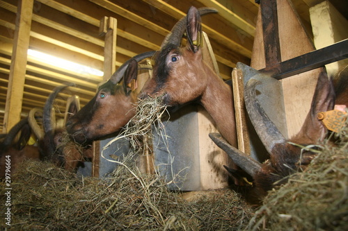 chèvre mange du foin