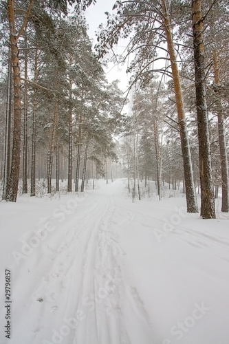Winter forest © Zhanna Prokopeva
