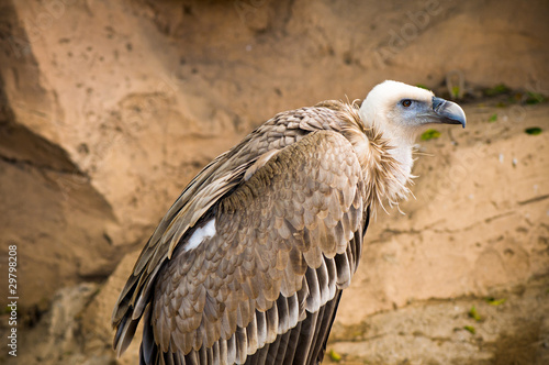 Griffon vulture  Gyps fulvus 