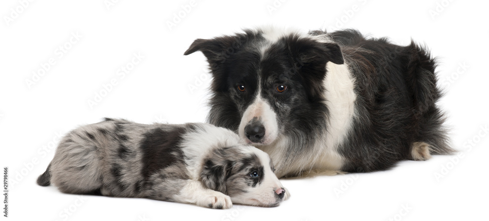 Border Collies lying in front of white background