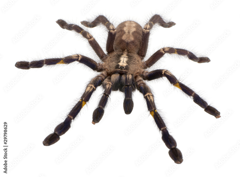 Tarantula spider, Poecilotheria Metallica, in front of white bac Tarantula spider, Poecilotheria Metallica, in front of white bac