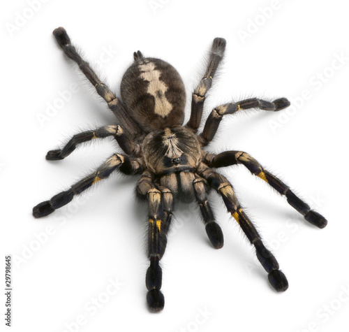 Tableau sur Toile Tarantula spider, Poecilotheria Metallica, in front of white bac