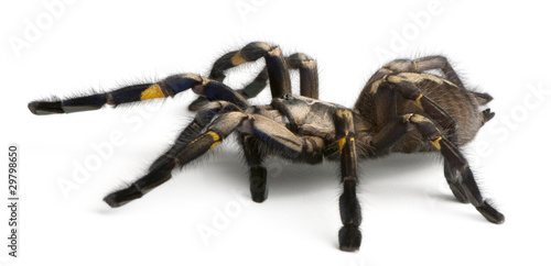 Tarantula spider  Poecilotheria Metallica  in front of white bac
