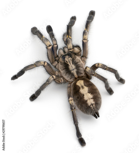 Tarantula spider, Poecilotheria Metallica, in front of white bac